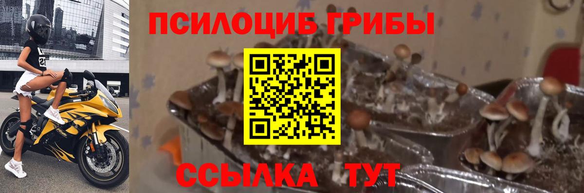Галлюциногенные грибы мицелий Дальнереченск